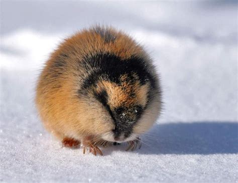 The Norway Lemming: A Common Species of Lemming Found Only in North ...