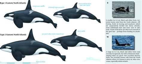 Sea Watch Foundation » Orca Ecotypes….It’s not all black and white!