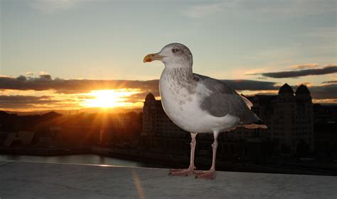 Seagull,natural,sunset,oslo,free pictures - free image from needpix.com