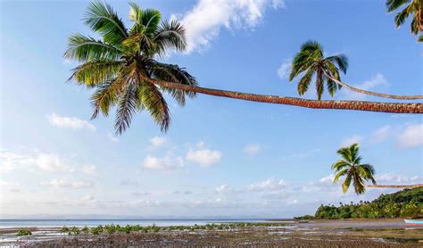 Snorkeling in Fiji: Trip Report - Oceanic Society