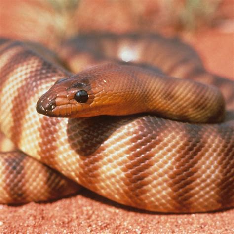 Woma python | Uluru-Kata Tjuta National Park