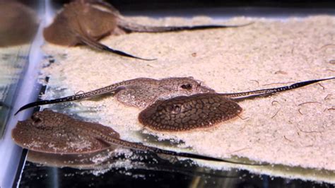 Finatics Tropical Fish : Stingray Care