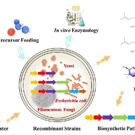 (PDF) Application of Gene Knockout and Heterologous Expression Strategy in Fungal Secondary ...