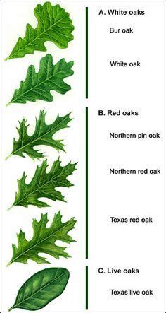 oak leaf identification - Google Search | Pflanzen, Pflanzenkunde, Garten