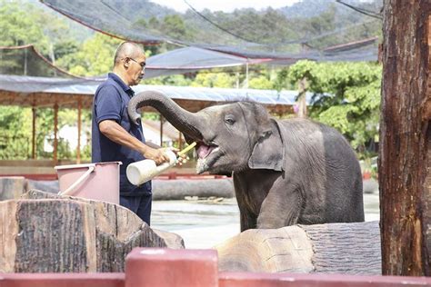 Kanchanburi Elephant Sanctuary and Jungle Safari Full-Day Tour 2024 ...