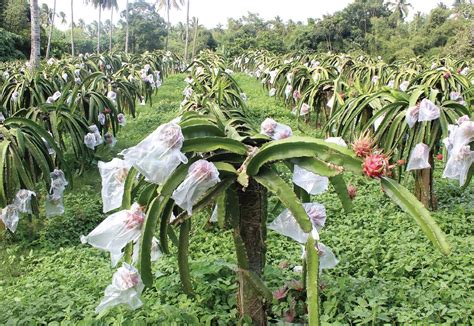 Quality makes this dragon fruit farm in Cavite endure stiff competition in the market ...