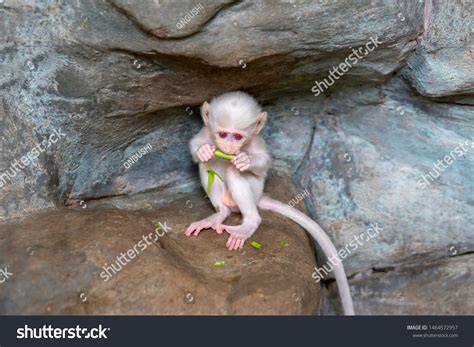 Cute Baby Monkey Eating Vegetable Baby Stock Photo 1464572957 ...