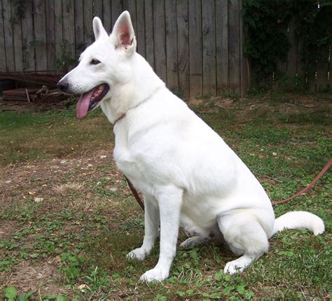 White German Shepherd Puppies Ohio : All White German Shepherd Puppy (Female) for Sale in Port ...