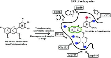 Structure-based design of human pancreatic amylase inhibitors from the natural anthocyanin ...