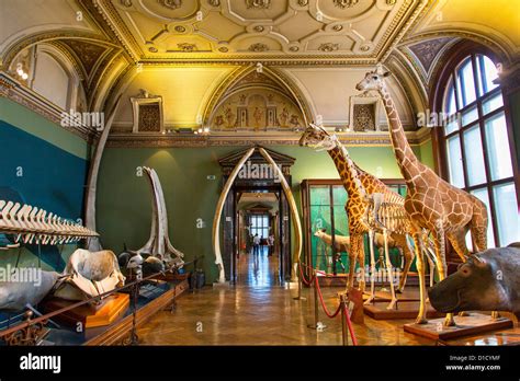 Austria, Vienna, Natural History Museum Stock Photo - Alamy