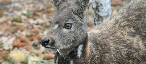 The Siberian Musk Deer | Critter Science