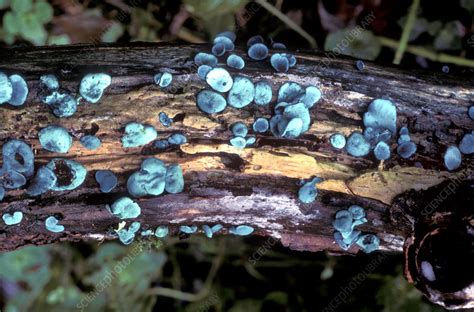 Blue stain fungi - Stock Image - B250/1567 - Science Photo Library