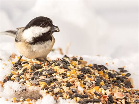 Prevent Plants That Grow From Bird Seed