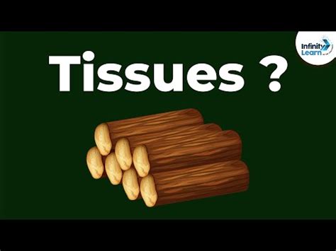 Tissues (Biology) — Definition & Overview - Expii