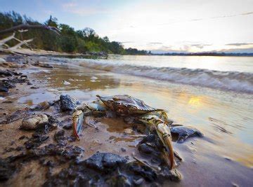 What Type of Habitat Do Crabs Live In? | Sciencing