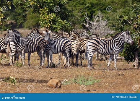 The Plains Zebra Equus Burchellii, Also Known As the Common Zebra or Burchell`s Zebra. Herd of ...