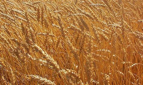 ‘10+ Genome’ comes up with 15 improved wheat varieties - Business - DAWN.COM