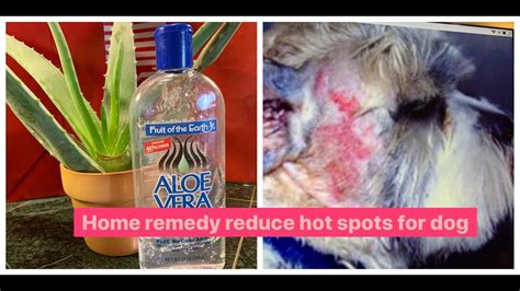 Home remedy reduce hot spots for dog 100% Natural ingredients! - YouTube