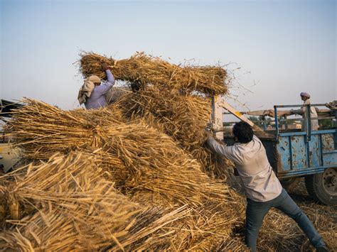 India Says It Doesn’t See Case for Controls on Wheat Exports - Bloomberg