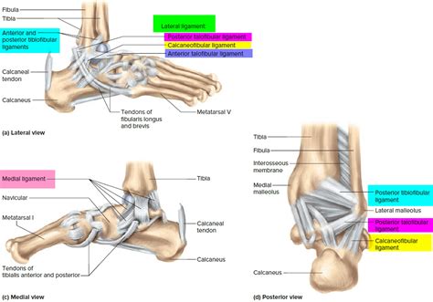 Ligaments - Thumb, Shoulder, Elbow, Hip, Knee and Ankle Ligaments