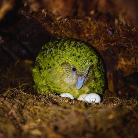 Kākāpō breeding - behind the scenes | Conservation blog