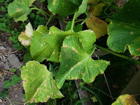 5 Reasons for Cucumber Leaves Curling [Fixing Guide] - Plants Of Merit