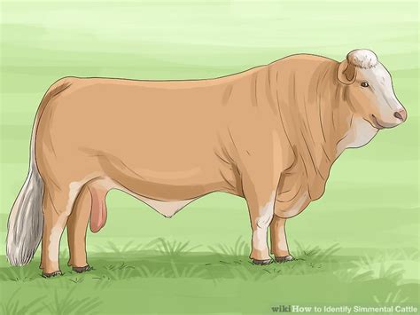 How to Identify Simmental Cattle: 10 Steps (with Pictures)