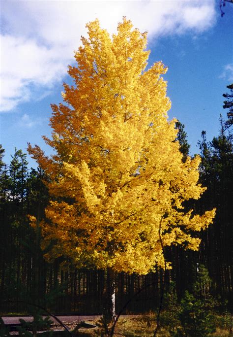 File:Aspen-PopulusTremuloides-2001-09-27.jpg - Simple English Wikipedia, the free encyclopedia