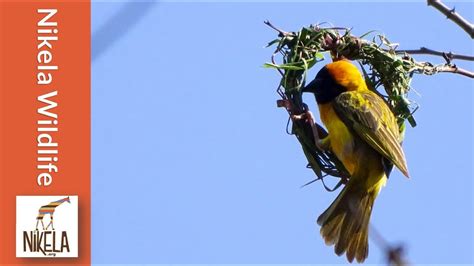 African Weaver Bird Nest