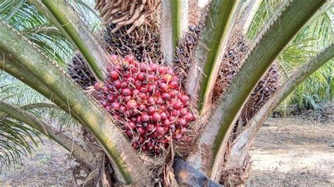 Tips Tanaman Mengetahui Sejarah Pokok Kelapa Sawit Di Malaysia | Images and Photos finder