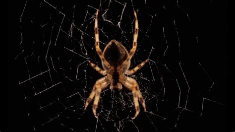 Beautiful Spider Web Build Time-lapse | BBC Earth - YouTube