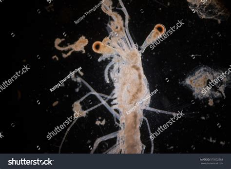 Mysis Zooplankton Under Microscope Stock Photo 570502588 | Shutterstock