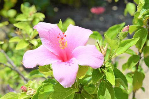 Pink Hibiscus Flower where they grow