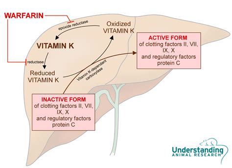 Warfarin sodium - anticoagulant | ari.info | ari.info