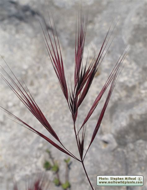 Bromus madritensis (Compact Brome) : MaltaWildPlants.com - the online ...