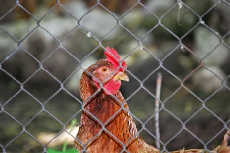 Dealing With Chicken Poop: Tips for Collection and Soil Enrichment - BockBocks.com