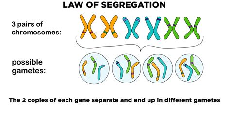 Explain the Law of Segregation. Use Two Different - Soren-has-Rivers