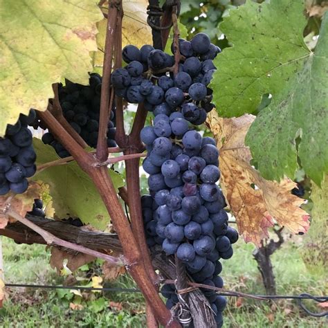 Nebbiolo - harvest time | Harvest time, Harvest, Grapes