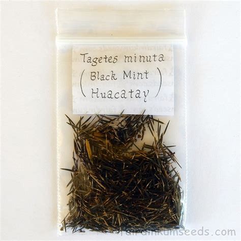 Huacatay Black Mint Tagetes Minuta Seeds | Fair Dinkum Seeds