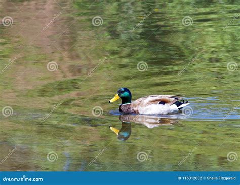 Male Mallard Duck Swimming in Lake Stock Photo - Image of definition, anatidae: 116312032