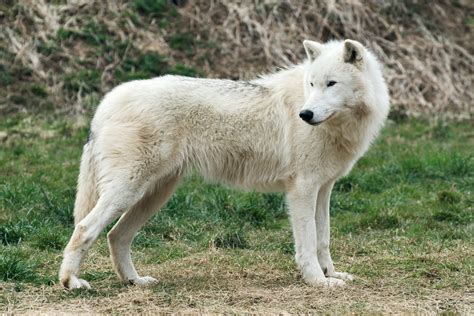 Arctic Wolf 20130401-1 by FurLined on DeviantArt