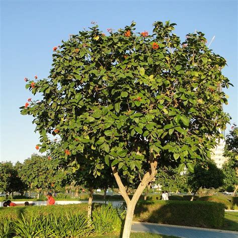 Cordia Sebestena - Geiger Tree - myBageecha