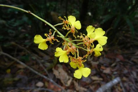 Yellow Dancing Lady Orchid | The Canopy Family