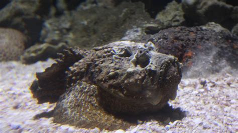 Stonefish stings woman on Magnetic Island, Queensland Ambulance Service says | Gold Coast Bulletin