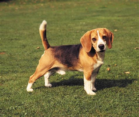 Exploring The Beagles Social Needs: Do Beagles Need Another Dog?