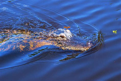 Alligator In Mississippi River Photograph by Paul Ge