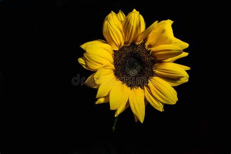 Yellow Sunflower with Black Background Stock Image - Image of stem, bloom: 172407607