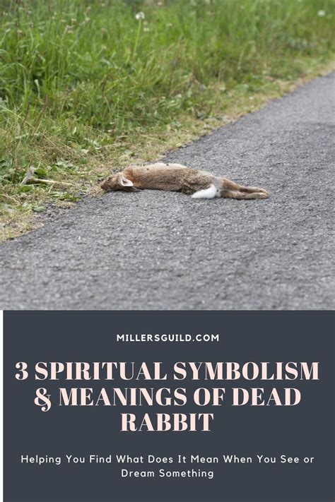 3 Spiritual Symbolism & Meanings of Dead Rabbit