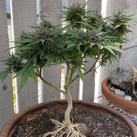 Forgot to post my Cannabonsai before harvest 🤩🍁 : r/Bonsai