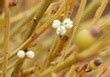 Welcome to these pictures of Australian plants. Our main interests are parasitic and carnivorous ...